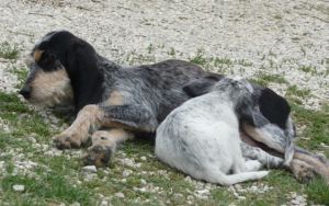 Orelie