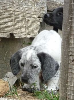 Orelie