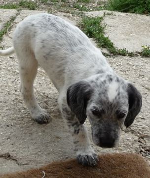 Orelie