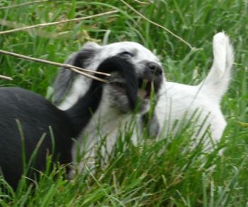 Orelie