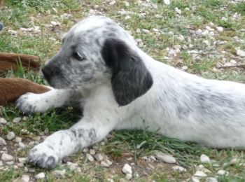 Orelie