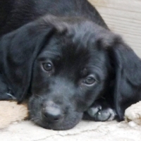 Orsino