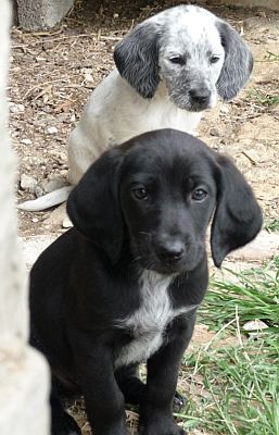 Orsino