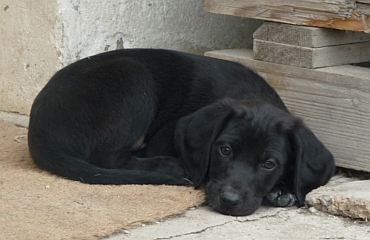 Orsino