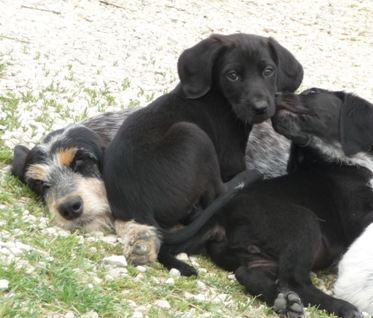 Orsino