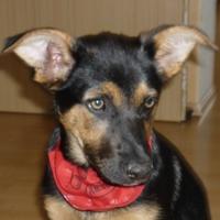 Penelope