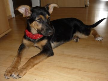 Penelope