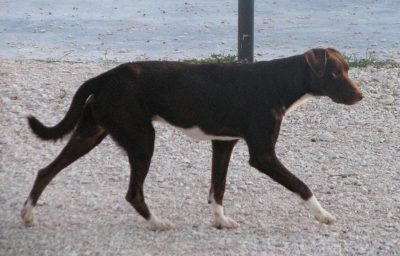 Primo