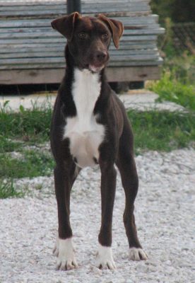 Primo