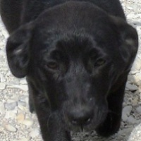 Raimondo