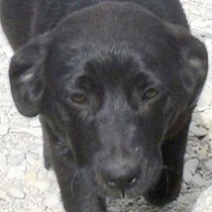 Raimondo