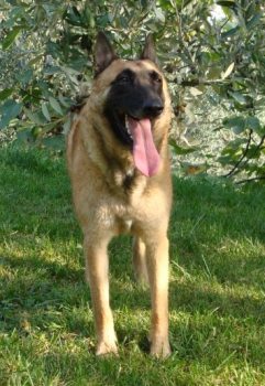 Samanta