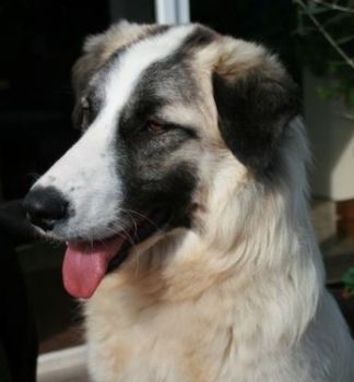 Samba