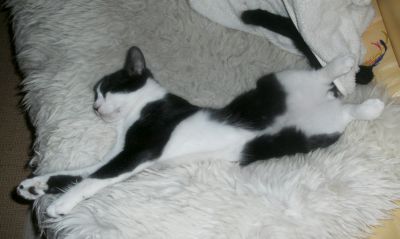 Silvestro
