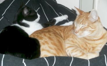 Silvestro und Morris