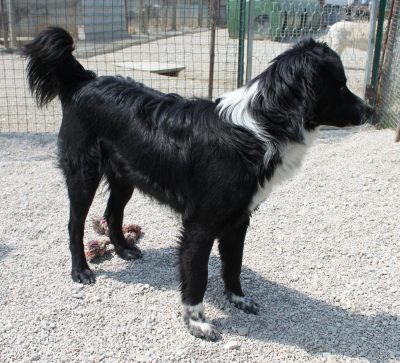 Silvestro