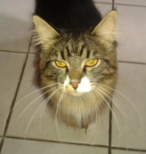 Tommy