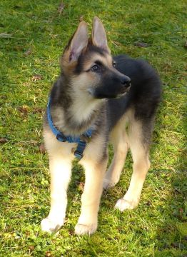 Tristan