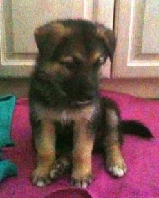 Tristan