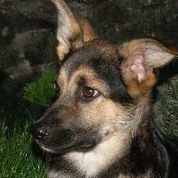 Ulisse