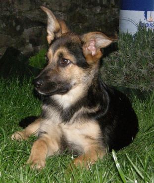 Ulisse
