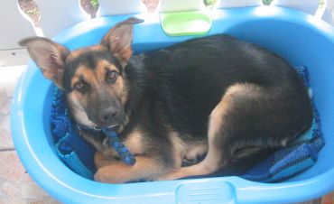 Ulisse