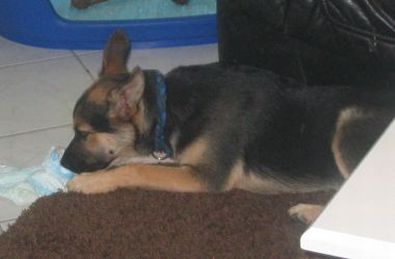 Ulisse