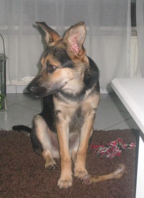 Ulisse