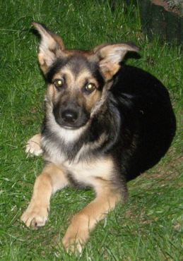 Ulisse