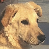 Vanille