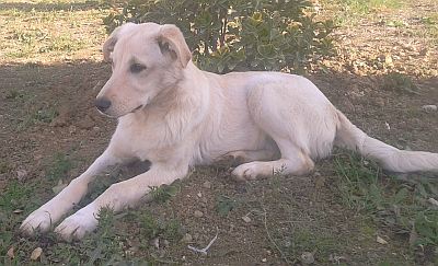 Vanille