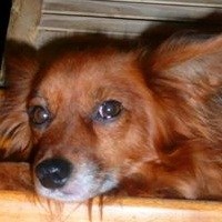 Wolfi