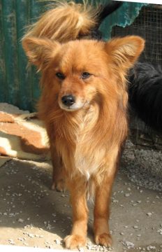 Wolfi