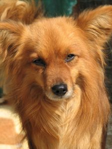 Wolfi