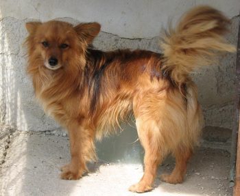 Wolfi