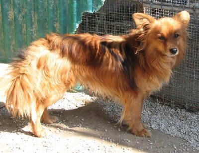 Wolfi