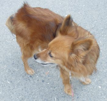 Wolfi