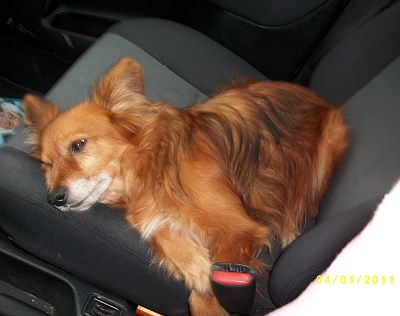 Wolfi
