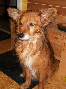 Wolfi