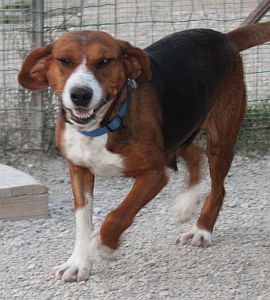 Amora
