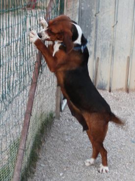 Amora