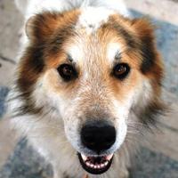 Artù