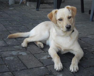 Benny