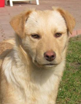 Benny