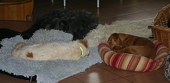 Chiquita