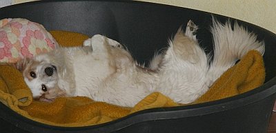 Chiquita