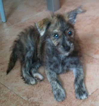 Chispita