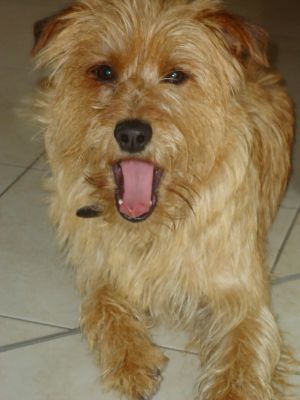 Clementina