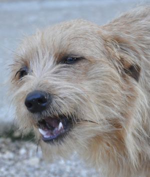 Clementina