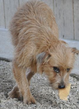 Clementina